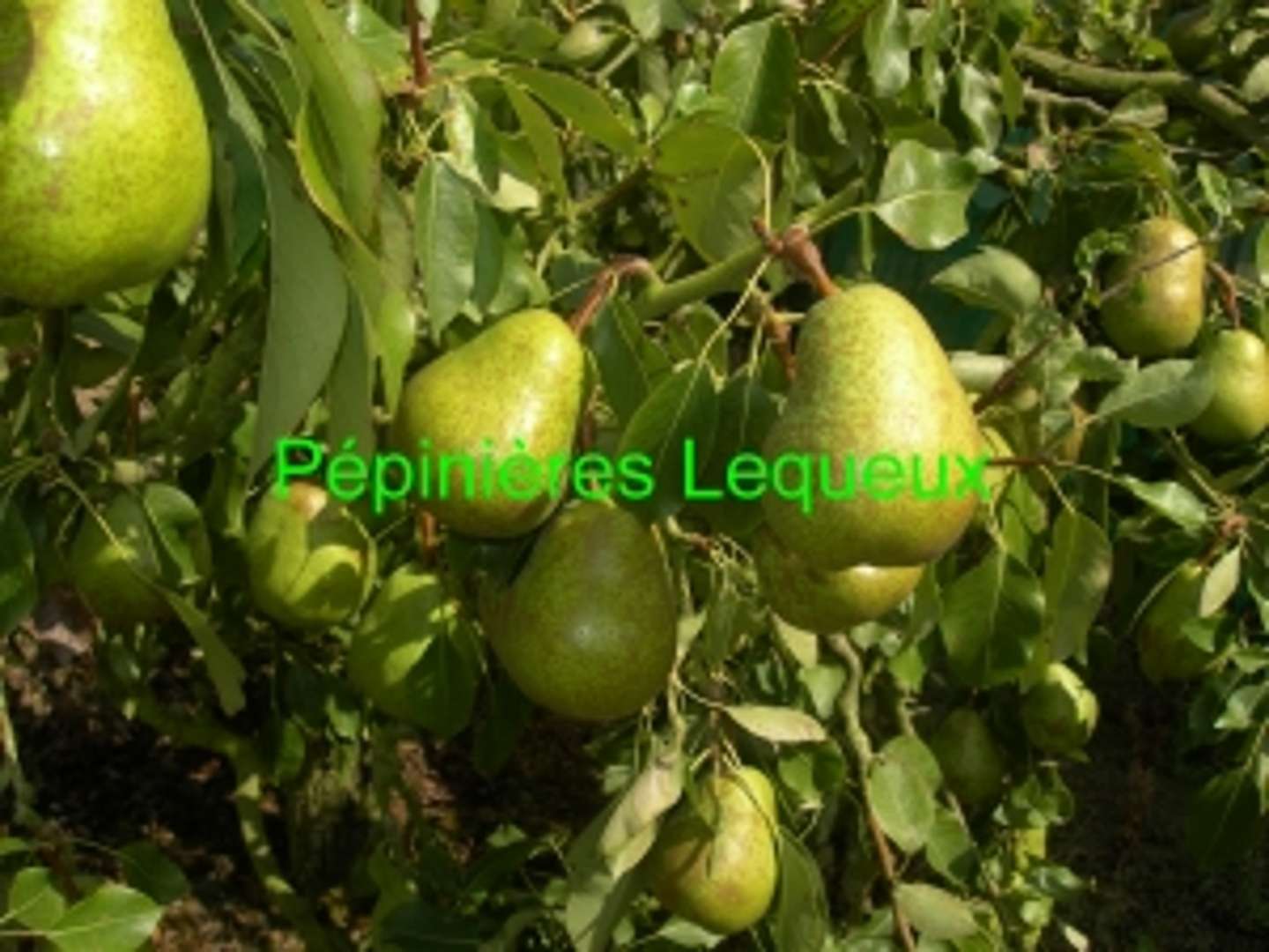 DUCHESSE D'ANGOULÊME